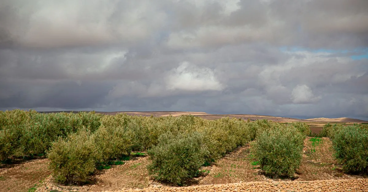 Lush olive groves beneath dramatic clouds in rural Morocco landscape.